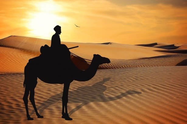 Camel caravan crossing Dubai desert at sunset